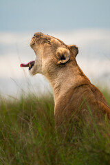 Lioness Yawning in the African Grasslands