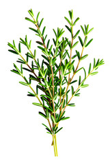 Fototapeta premium Green Pine Branch with Needles, Transparent Cutout, Nature Design Element
