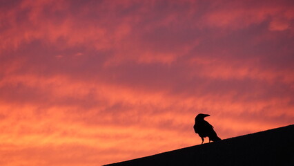 夕焼けとカラス