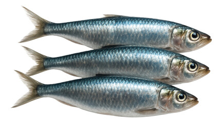 Naklejka premium A rough jute sack containing hazelnuts, the surface textured with visible fibers.