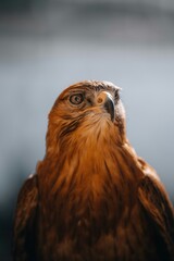 close up of a falcon