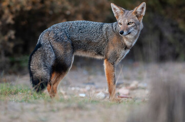 South American gray fox, Lycalopex griseus, Peninsula Valdes, Chubut Province, Patagonia, Argentina.
