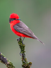 Vermilion Flycatcher male perched, La Pampa, Patagonia,  Argentina