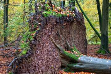 A fallen giant reveals its earthy roots, now a vibrant moss-covered wall, among the autumn leaves in a tranquil forest.
