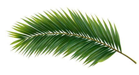 A vibrant, digitally rendered palm frond, detailed with shades of green, extending on a black background