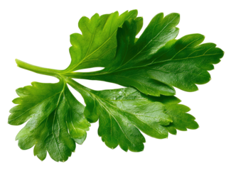 Close-up of vibrant green, crinkled leaves on a slender stem against a stark black background