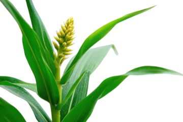 Isolated Zingerber Officinale Plant with Green Leaves and Yellow Flower on Transparent Background