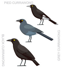 Bird Currawong Set Cartoon Vector