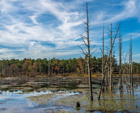 Bare and colorful autumn trees reflect in calm Pine Barrens wetlands under a bright blue sky, showcasing the quiet stillness of fall in the wilderness.