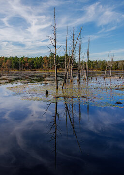Calm Pine Barrens wetlands reflecting bare tree trunks against a vivid blue sky, capturing the quiet beauty of nature and still autumn waters.