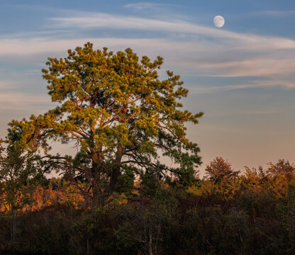 The moon rises over a tall pine tree in the Pine Barrens at dusk, with warm evening light illuminating the autumn foliage under soft pastel skies.