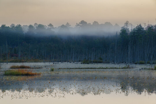 Soft morning fog drifts across calm wetland waters surrounded by pine trees in the Pine Barrens, creating a peaceful and atmospheric dawn landscape.