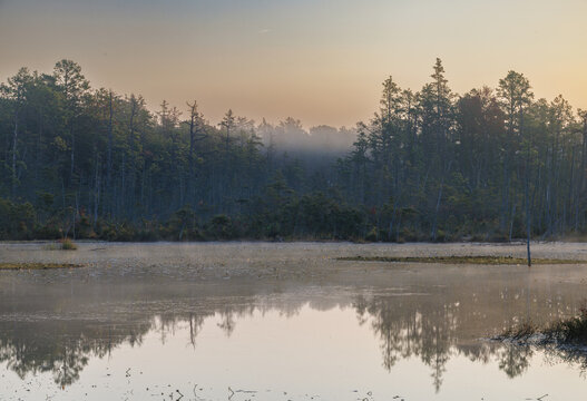 Soft mist rises over calm wetland waters surrounded by tall pine trees in the Pine Barrens, capturing the peaceful atmosphere of an early morning landscape.