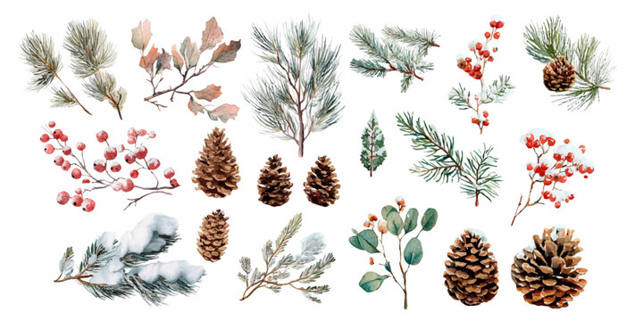 Set of winter natural elements watercolor. Christmas tree branches, holly, cones, leaves, etc. Snow-covered tree branches. Forest winter elements. Vector illustration.