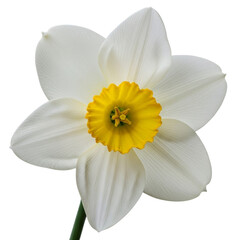 White daffodil flower isolated on transparent background