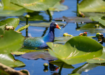American Purple Gallinule of the Everglades