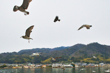 京都　天橋立　天橋立観光船についてくる海鳥　（日本京都府宮津市）
Amanohashidate (Amano Hashidate), Kyoto - Seabirds following the Amanohashidate sightseeing boat (Miyazu City, Kyoto Prefecture, Japan)
