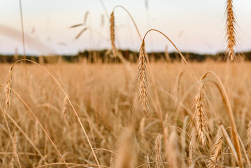 Obraz premium Ripe golden barley ears on the field. Barley farming before harvesting in sunset light.