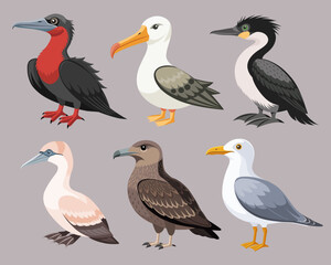 Obraz premium Collection of colorful seabirds. Frigatebird, albatross, cormorant, skua and others. Ornithology Illustration.