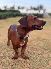 Malt&ecirc;s Femea, cachorro branco, DOG, C&Atilde;O, PET, HAPPY