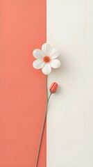 white flower on red background