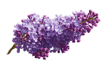 Floral Branch with Purple Blossoms and Transparent Background for Creative Design