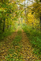 Path in Bialowieza Forest in Poland