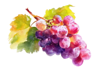 Watercolor Illustration of Purple Grapes Cluster with Yellow Green Leaves on Transparent Background