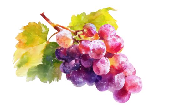 Watercolor Illustration of Purple Grapes Cluster with Yellow Green Leaves on Transparent Background