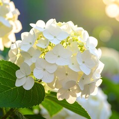 Close-up of a vibrant, white hydrangea flower cluster, bathed in soft sunlight.  Green leaves surround the blossoms.  Bokeh effect blurs background