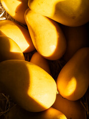 Vertical phone photo of fresh, small yellow organic mangoes in a local market in the Paris region. Illuminated by warm autumn sun, highlights healthy eating and sustainable produce