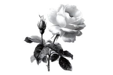 Vintage Black and White Engraving of a White Rose and Bud flower isolated on a transparent background