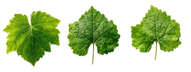 Three lush green, intricately veined, isolated, natural, foliage specimens on a stark black background