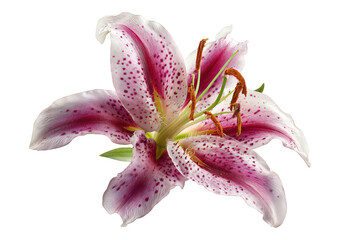 Single Pink Spotted Lily Flower with Dew Drops Isolated on a Black Background