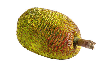 Close Up of Ripe Jackfruit with Green Spiked Skin Isolated on Transparent Background