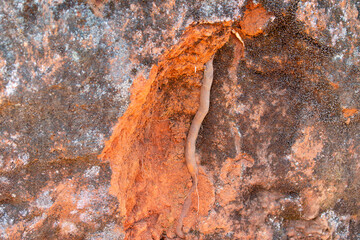 Roots of tea plant, mitigating soil erosion, disturbance by rain and wind, dense, fibrous root system, fields Nilgiri hills, India, agriculture, Camellia Sansis plant