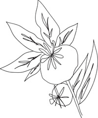 Flower hand drawing minimalist line art illustration