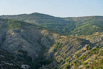 Naklejka premium Spring forest where a telephoto lens compresses flowers from different planes into a uniform floral explosion