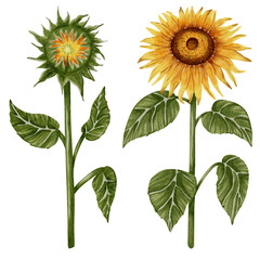 A set of hand-drawn watercolor sunflowers in various poses. Flowers. A set of sunflower flowers. Botanical watercolor illustration. Perfect for botanical design, prints, posters, decor, and packaging.