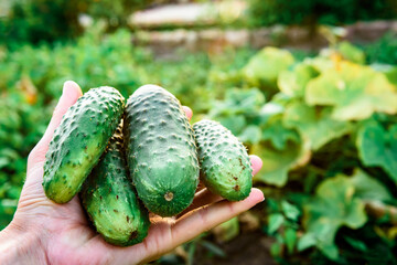 Gardener's hand holding harvest of fresh cucumbers in summer.