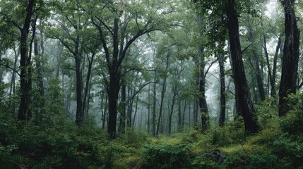 Fototapeta premium Ash forest in Drizzle