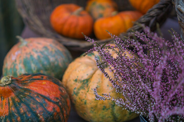 close up of vibrant orange and green variegated pumpkins decorated with purple blooming heather and brown wicker baskets, concept of autumn harvest, halloween, thanksgiving decor