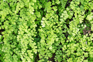 Green maidenhair fern fronds symbolizing freshness and natural beauty