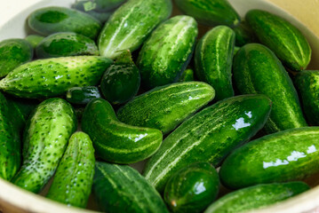 Preservation of season vegetables. Washing cucumbers before the preparation of canned food, the cooking process.