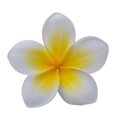 White plumeria flower isolated on transparent background