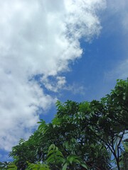 Obraz premium The Bright Blue Heaven With Soft Clouds Above The Forest uytghuyt