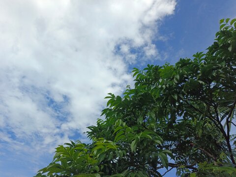 The Bright Blue Heaven With Soft Clouds Above The Forest htr