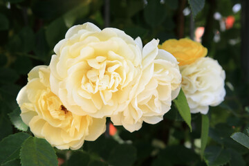 満開のバラの花