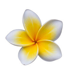 A beautiful yellow and white plumeria flower isolated on transparent background