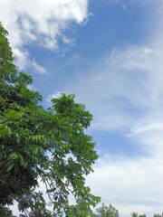 Obraz premium The Bright Blue Heaven With Soft Clouds Above The Forest yuhgtf